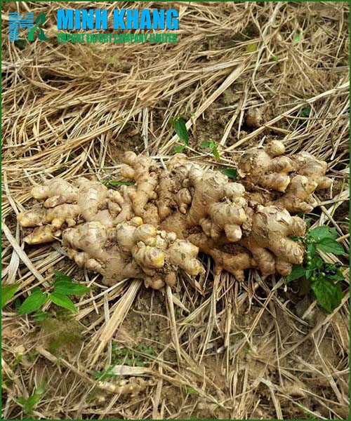 Fresh ginger